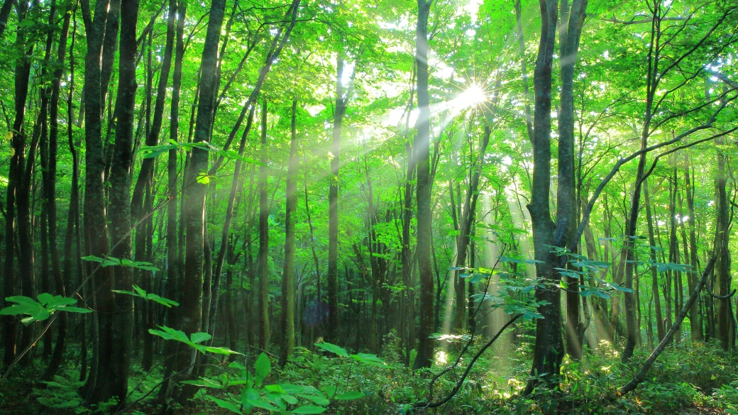 国内森林資源の保全・活用